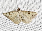 Obolcola decisa